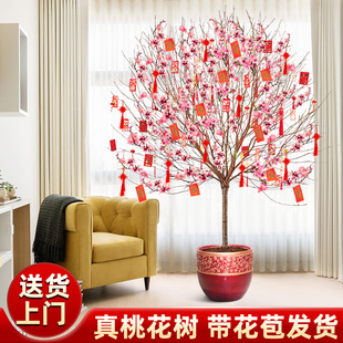 【年宵花】桃树盆栽新年装饰大型盆景同城送货春节活苗开花真桃花