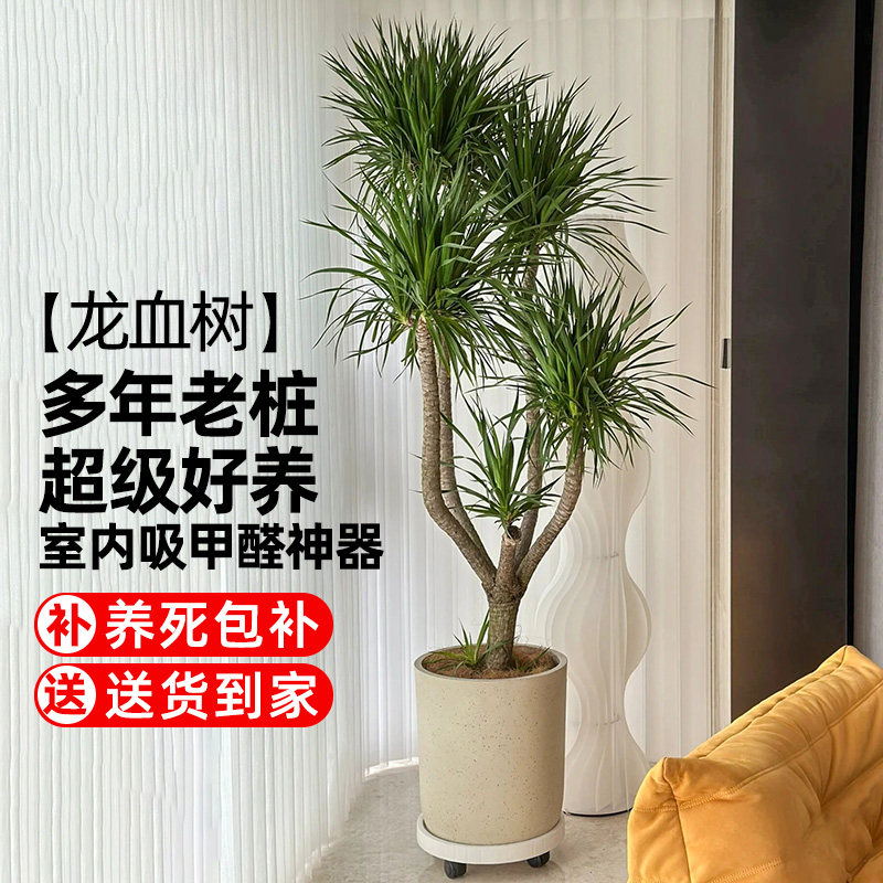 龙血树大型植物 室内盆栽卧室客厅办公室除甲醛多头老桩网红植物,鲜花速递/花卉仿真/绿植园艺,大型绿植/成品组合盆栽,淘宝优惠券,粉丝福利购,淘宝优惠卷