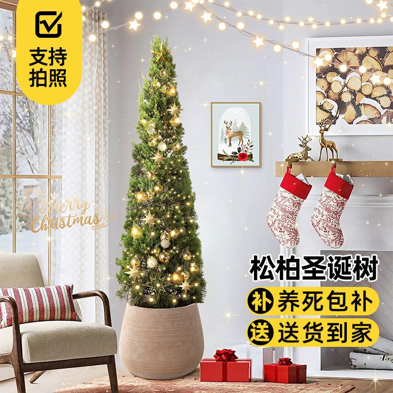 松柏盆栽圣诞树松树龙柏真盆景