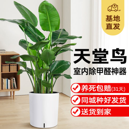 A级天堂鸟盆栽,养死包赔送货上门