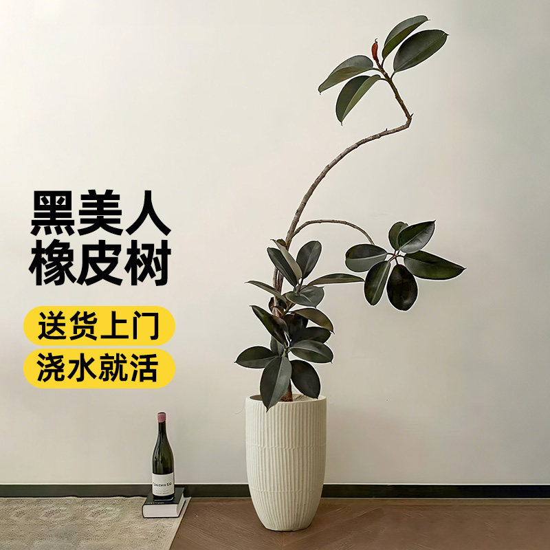 橡皮树黑金刚盆栽客厅北欧造型网红大型植物室内懒人好养易活绿植,鲜花速递/花卉仿真/绿植园艺,大型绿植/成品组合盆栽,淘宝优惠券,粉丝福利购,淘宝优惠卷