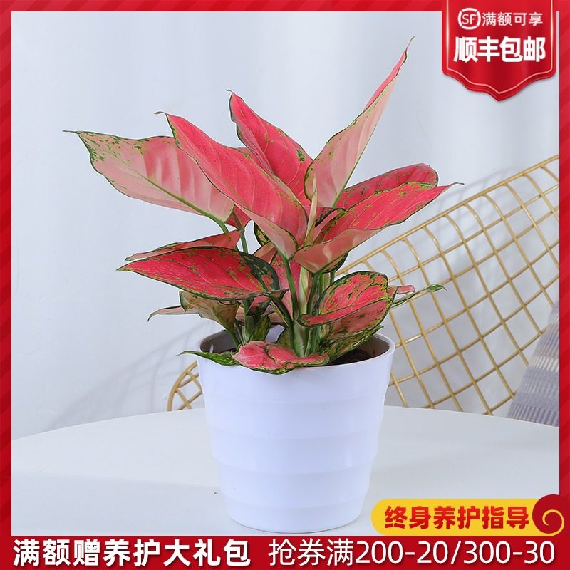 吉祥如意盆栽 彩叶办公室室内外桌面前台花叶美观净化空气植物|ruв категории доставка цветов/цветок моделирования/растения садоводства, цветок/растения в горшках (новый), растения - от Buy2taobao.com для оказания профессиональной услуги покупки агента Taobao