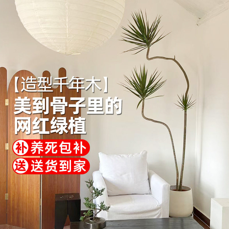 千年木青叶客厅绿植老桩室内网红大植物五彩马尾铁盆栽三色七彩铁,鲜花速递/花卉仿真/绿植园艺,大型绿植/成品组合盆栽,淘宝优惠券,粉丝福利购,淘宝优惠卷