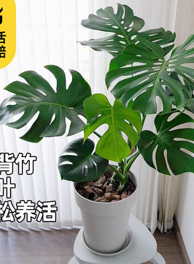 龟背竹盆栽北欧网红盆景大叶植物除甲醛真龟背叶办公客厅室内绿植