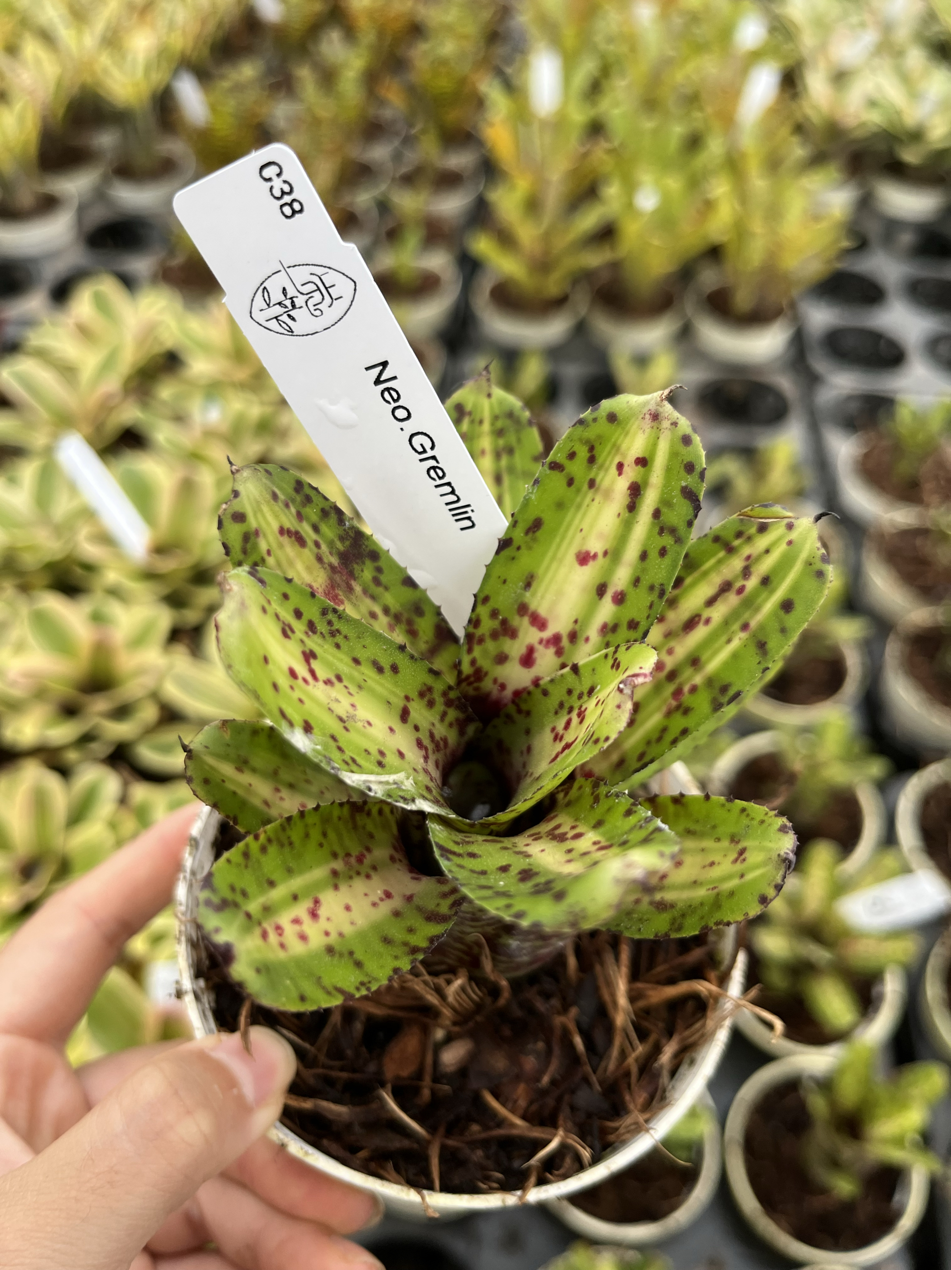 ［格里姆林 带锦］Neo.Gremlin 小型积水凤梨带锦