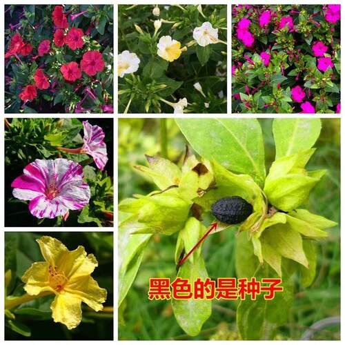 紫茉莉花籽四季易种易活夜来香驱蚊虫庭院阳台胭脂花花种