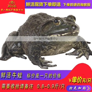 天津牛蛙鲜活新鲜特大田鸡青蛙肉半成品牛蛙腿蛙肉冷冻用石蛙
