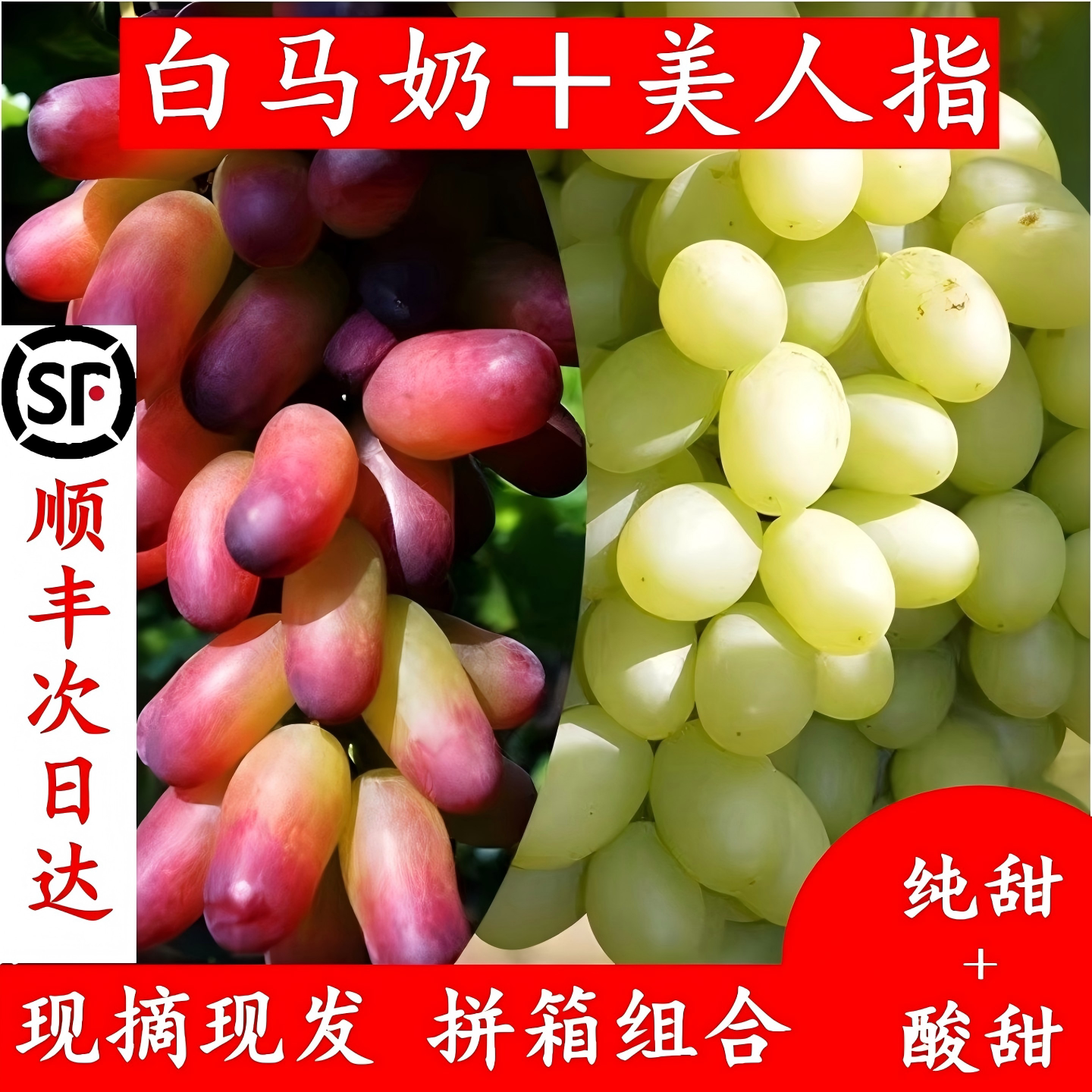 白马奶提子美人指葡萄现摘现发