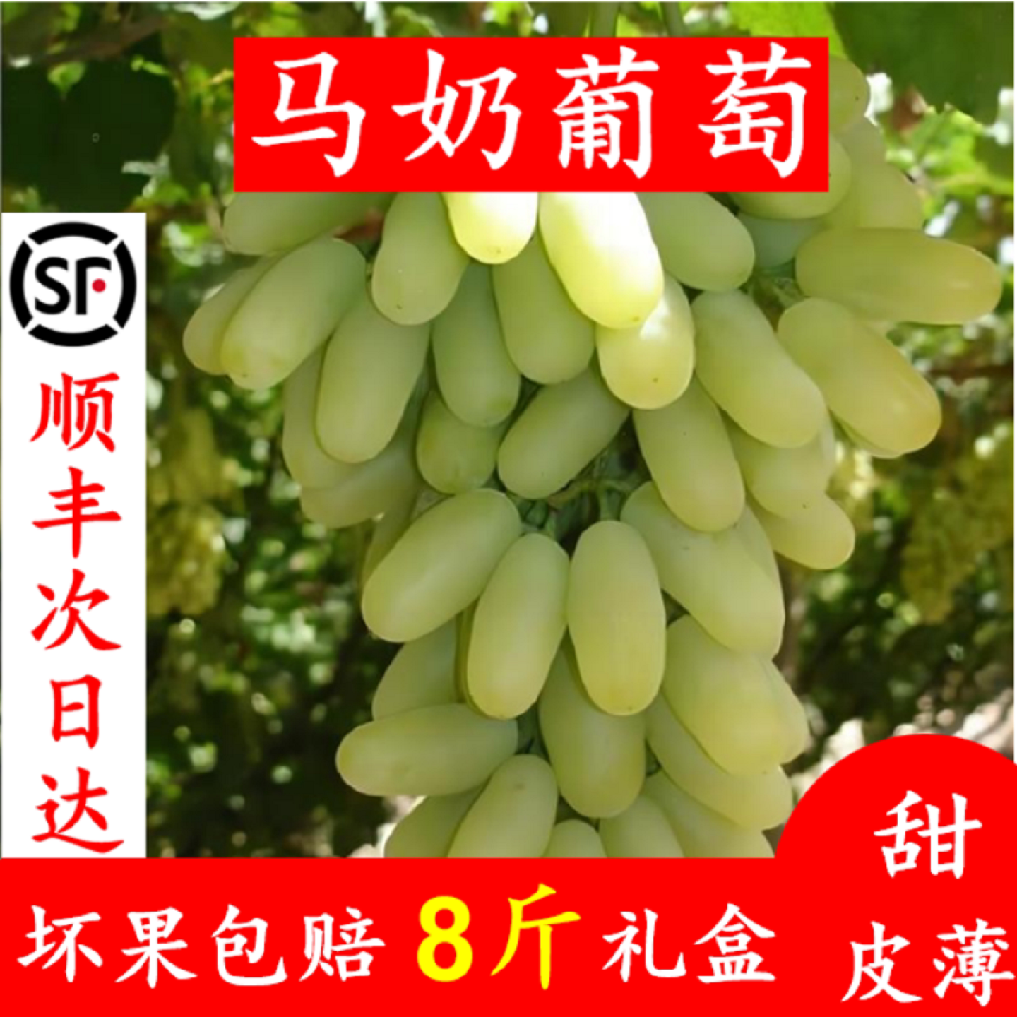 怀来白马奶葡萄现摘现发顺丰礼盒