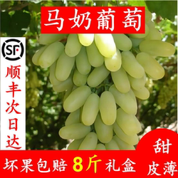 白马奶葡萄宣化牛奶葡萄新鲜当季水果8斤礼盒顺丰空运非无籽青提