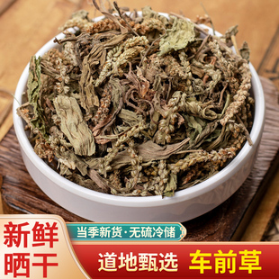中药材 野生车前草 正品车前草干 车前草茶 新鲜干货 车轮草 500g