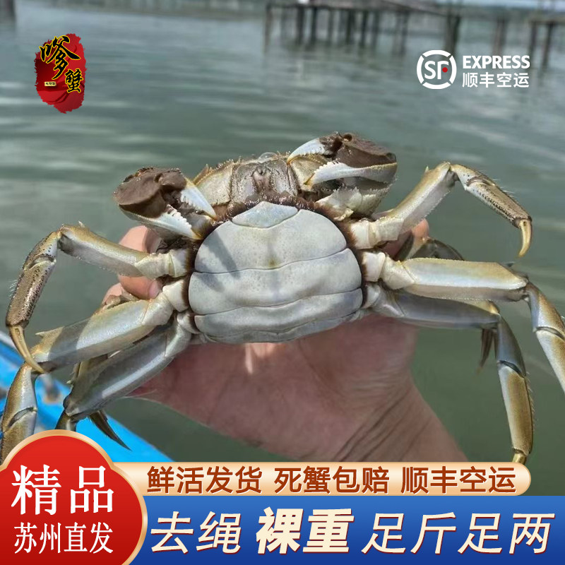 【活蟹】苏州大闸蟹全母螃蟹海鲜水产河蟹红膏蟹礼盒包邮现货