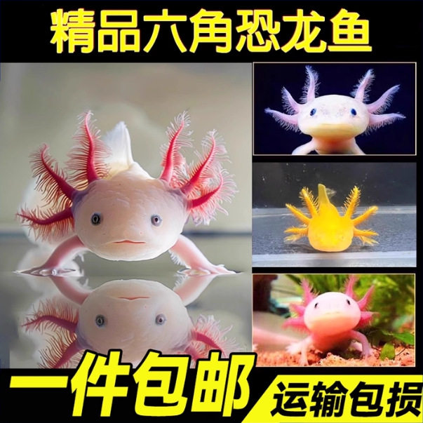 六角恐龙鱼冷水鱼蝾螈鱼缸水族宠物活体淡水好养易活观赏网红鱼