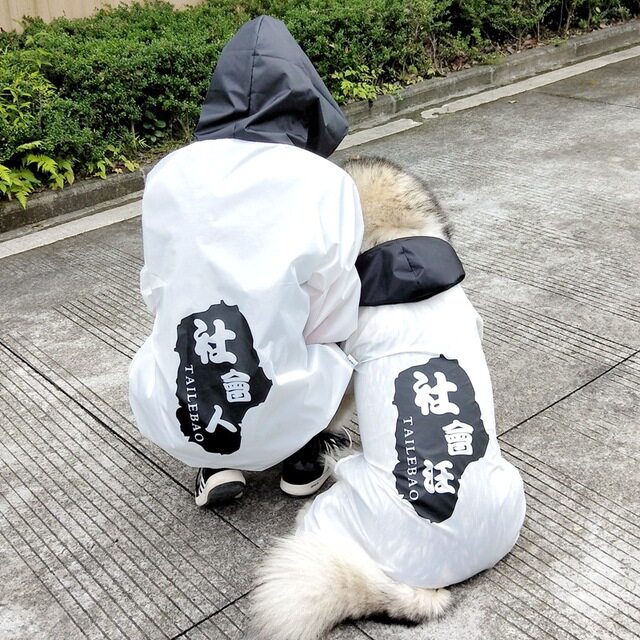 萨摩耶全包金毛阿拉斯加大型犬