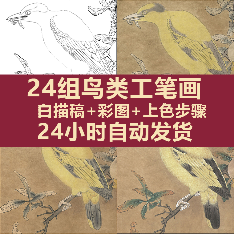 23组鸟类工笔画白描稿/彩图/上色步骤