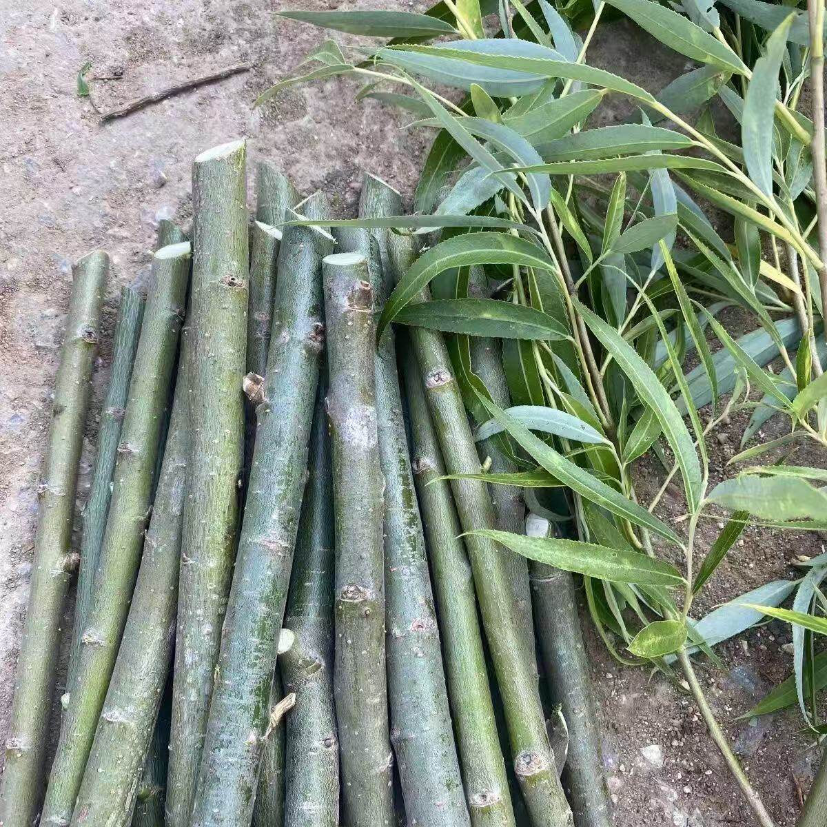 垂柳树枝杨柳树叶柳树枝条柳树芽新鲜乔迁搬新家插门插花盆饰品
