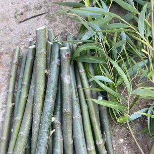 垂柳树枝杨柳树叶柳树枝条柳树芽新鲜乔迁搬新家插门插花盆饰品