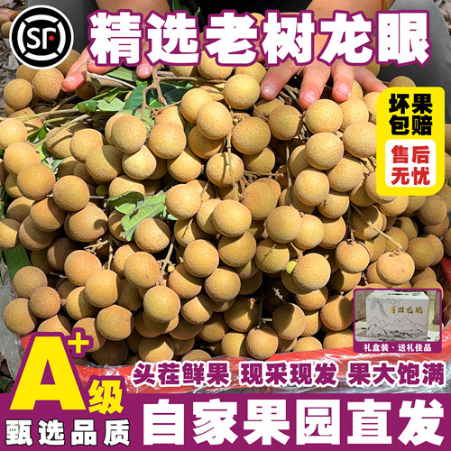 收藏999+的高山龙眼，脆甜多汁！