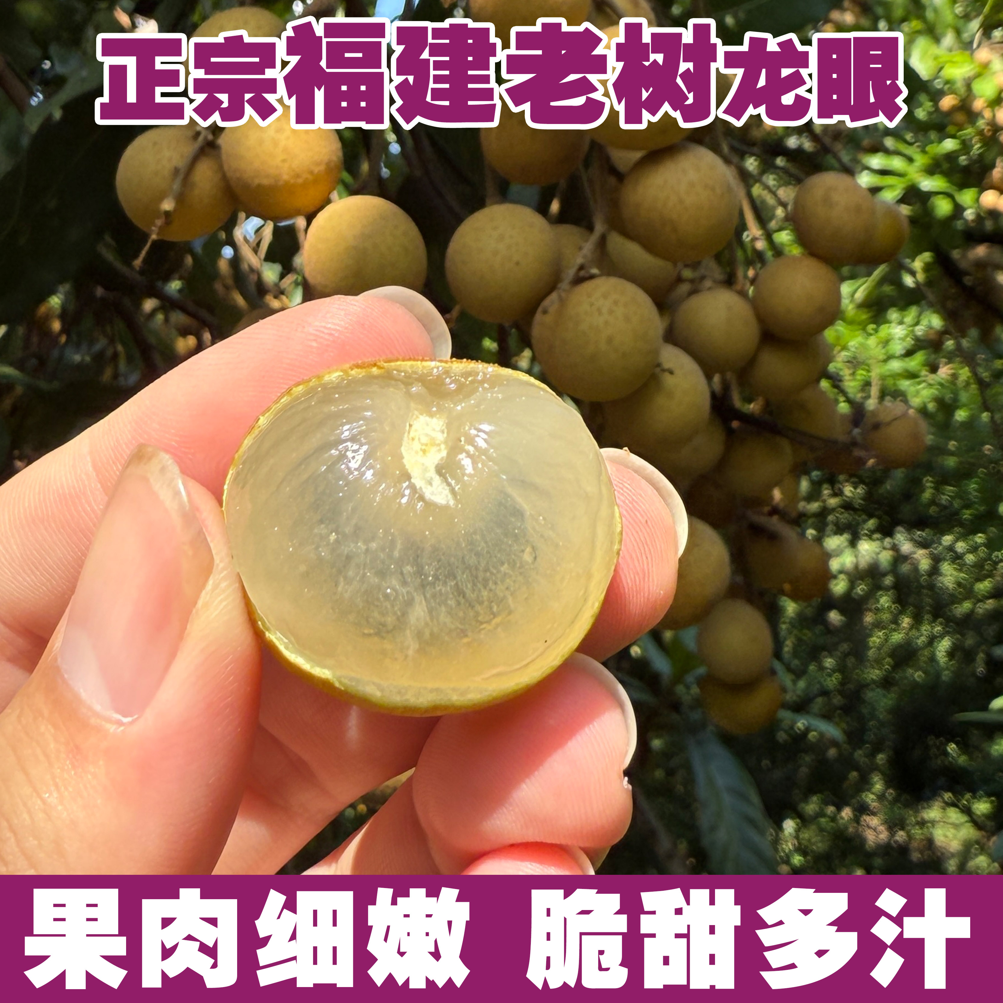 福建高山新鲜龙眼桂圆特级果现摘现发当季水果礼盒空运到家