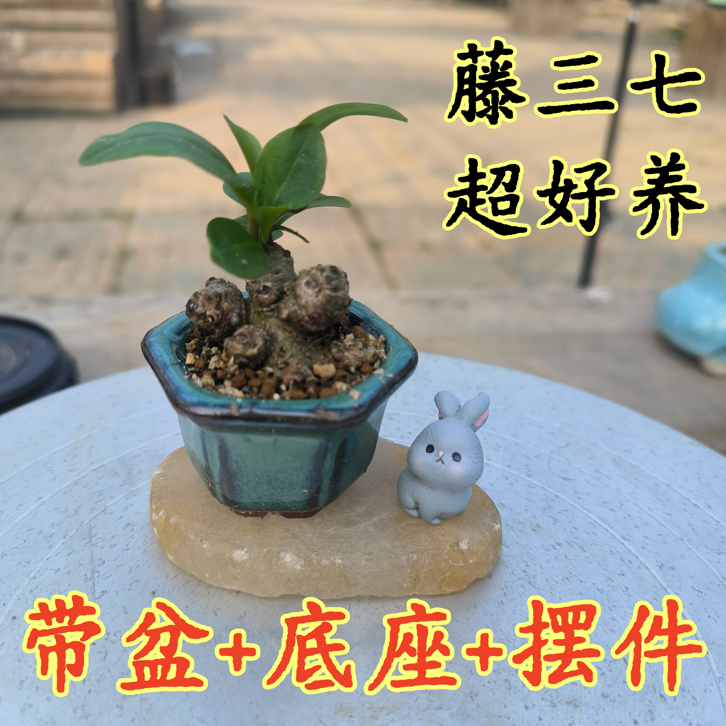 小微盆景藤三七块根爬藤植物拇指盆好养茶台办公桌书桌可爱小植物