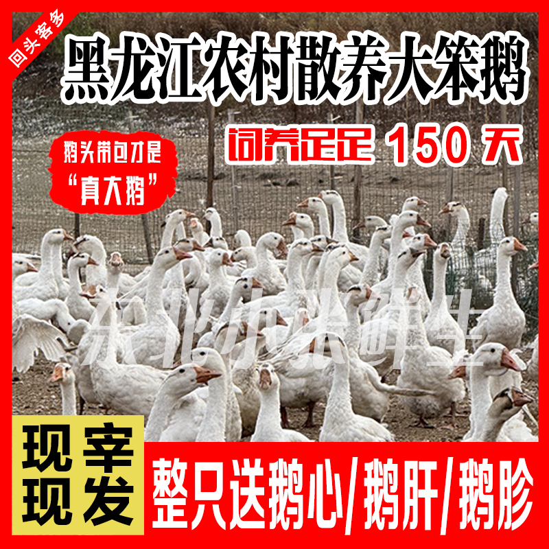 鹅肉东北正宗散养大鹅新鲜现杀