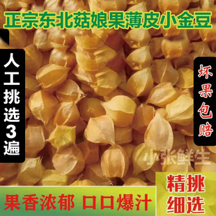【小金豆】东北小姑娘新鲜黄皮果菇娘果灯笼果薄皮洋菇娘果黄金豆