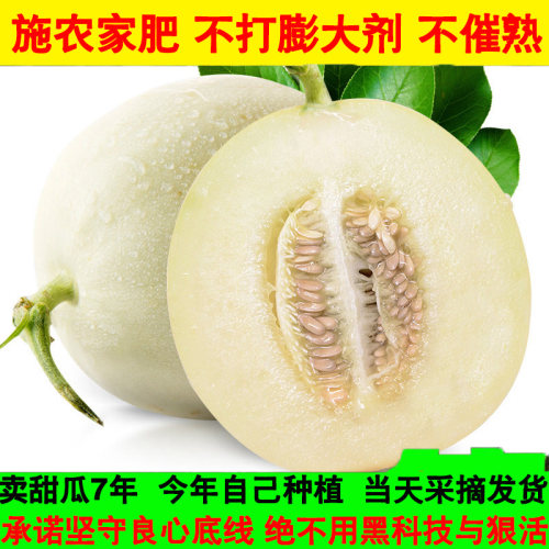 【自家种植 10年爆款】正宗阎良头茬小籽甜瓜香瓜甜多汁新鲜水果