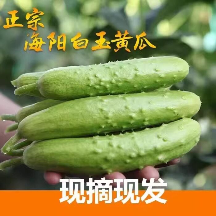 现发海阳白玉小黄瓜青瓜生吃水果现摘现发孕妇新鲜蔬菜牛奶黄瓜图片