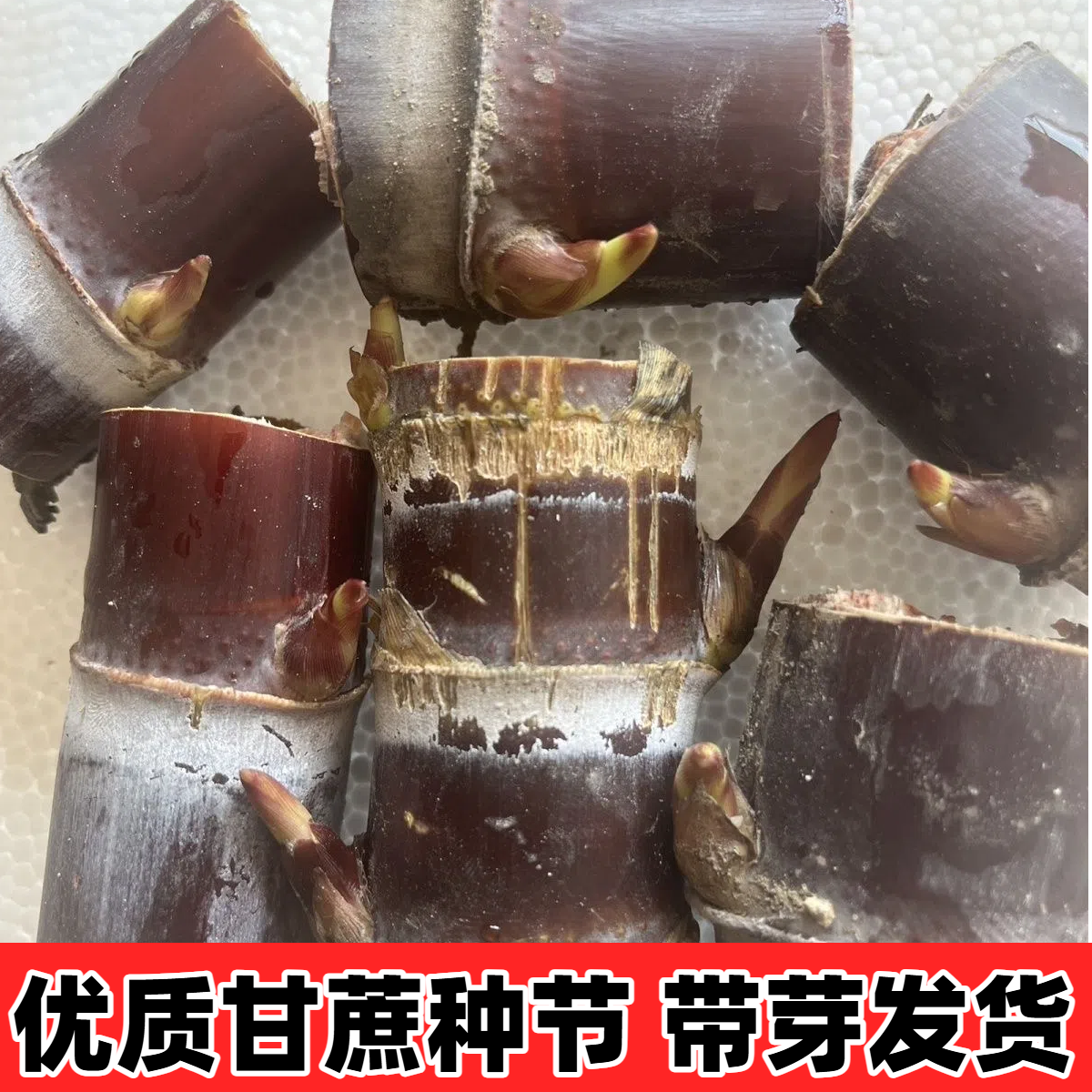 广西水果甘蔗种苗种子带芽黑皮种子盆栽新鲜水果南北方可种植