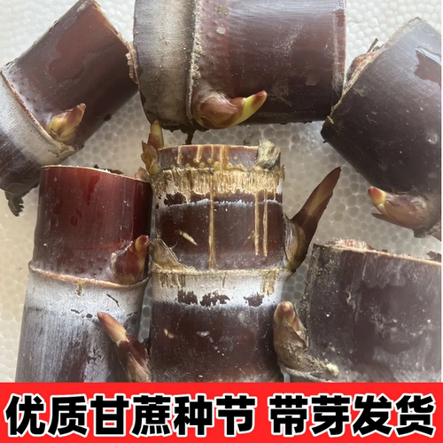 广西水果甘蔗种苗种子带芽黑皮种子盆栽新鲜水果南北方可种植