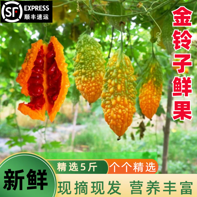 癞葡萄金铃子新鲜水果黄金瓜红娘瓜金癞瓜红娘刺濑甜心果小苦瓜5