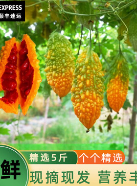 癞葡萄金铃子新鲜水果黄金瓜红娘瓜金癞瓜红娘刺濑甜心果小苦瓜5