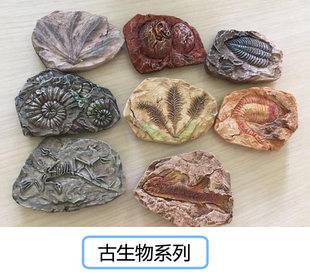 匹诺考古挖掘玩具古生物化石菊石三叶虫儿童手工diy益智寻宝藏6岁