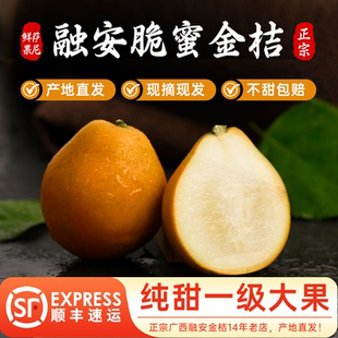 脆蜜金柑正宗广西融安脆蜜金桔第三代独立包装纯甜特大果王顺丰