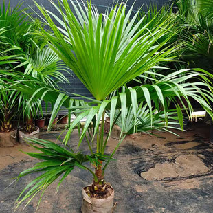 大叶蒲葵盆栽大型绿植客厅阳台观叶落地植物四季常青好养活蒲葵树