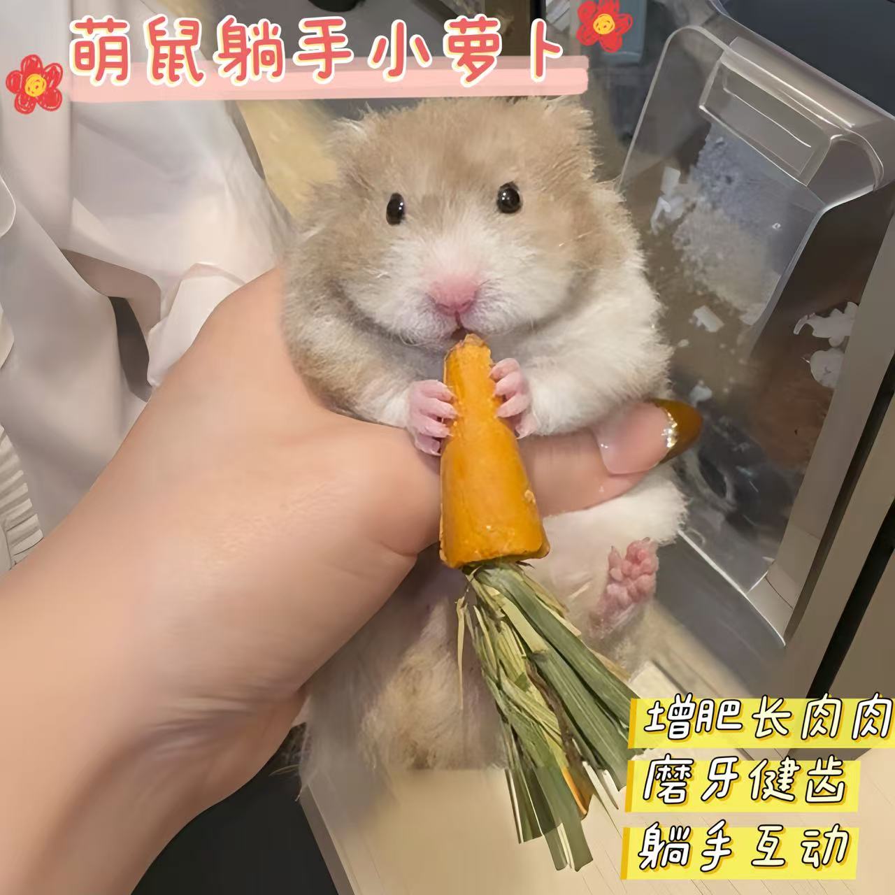 仓鼠磨牙棒胡萝卜金丝熊营养零食