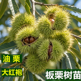 板栗树苗嫁接大红袍板栗苗油栗子苗奶香甜栗子苗南方北方种植地栽