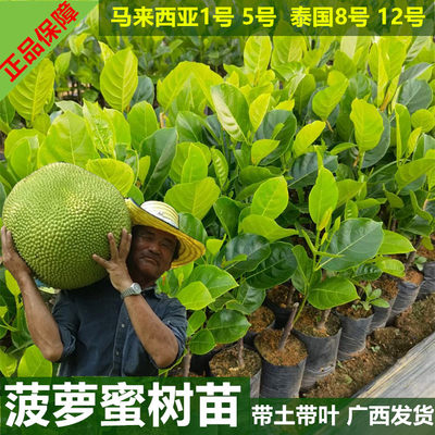 菠萝蜜树苗泰国8号12号结果快