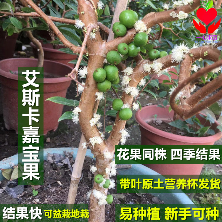 四季结果艾斯卡嘉宝果树苗南方北方种植带果盆栽地栽阳台当年结果