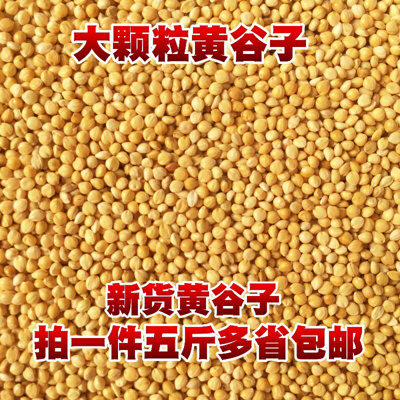 玄凤新黄带壳小米谷子牡丹鹦鹉