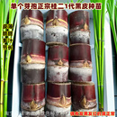 广西黑皮甘蔗苗种子南北方甘蔗种种植小苗水果苗青皮黄金甘蔗种苗