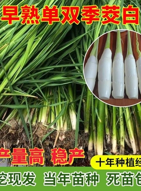 早熟双季茭白苗种四季交白苗高瓜苗老蹲苗杂交高笋种苗水生蔬菜苗