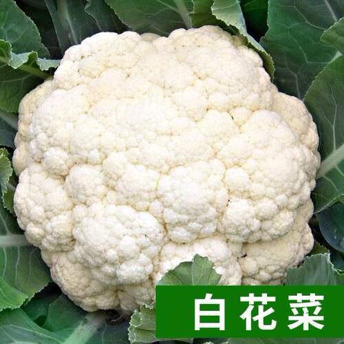 白花菜种子价格 白花菜种子图片 星期三