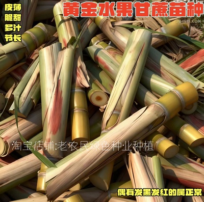 甜脆甘蔗种子水果黄金甘蔗种苗