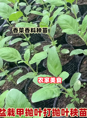 甲抛叶种苗蔬菜打抛叶盆栽种植苗子塔抛叶嘎抛叶种子香草香菜秧苗