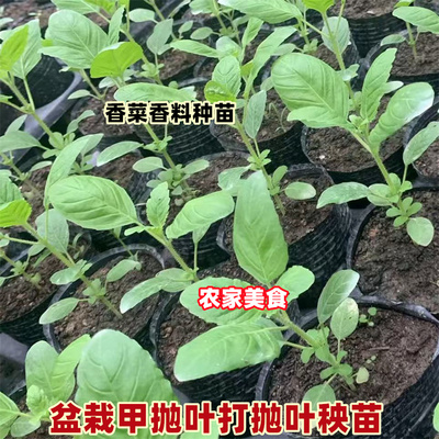 甲抛叶种苗泰国打抛叶盆栽种植苗