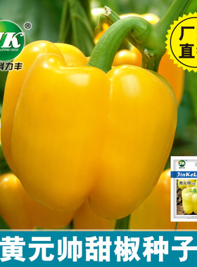 黄色甜椒种子蔬菜彩椒种籽四季室内阳台盆栽观赏食用泡椒辣椒种籽