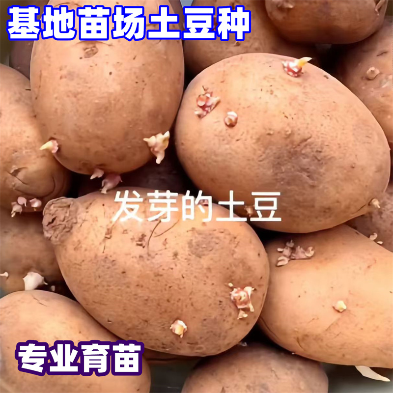 带芽土豆种籽马铃薯种子老品种