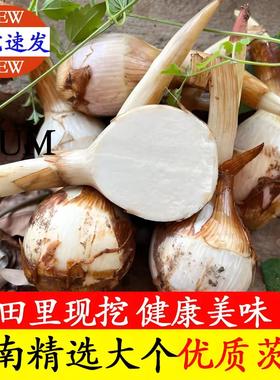 云贵高原新鲜茨菇茨菰白慈姑白马蹄芽菇现挖农家高山当季蔬菜慈菇