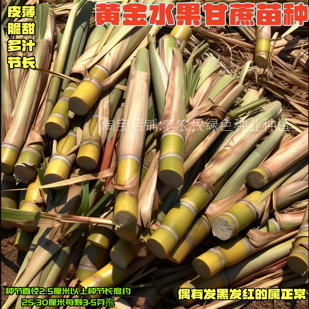 水果种子广西黑皮黄皮甘蔗种苗